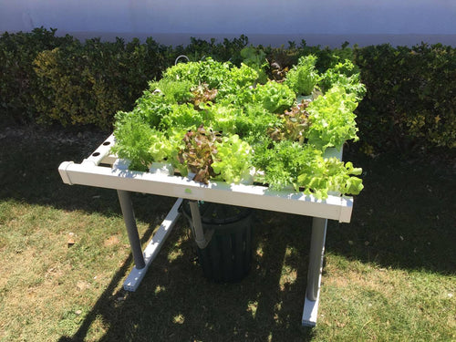 Hidroponía desde Cero — Aprende a Cultivar sin Tierra 🌱