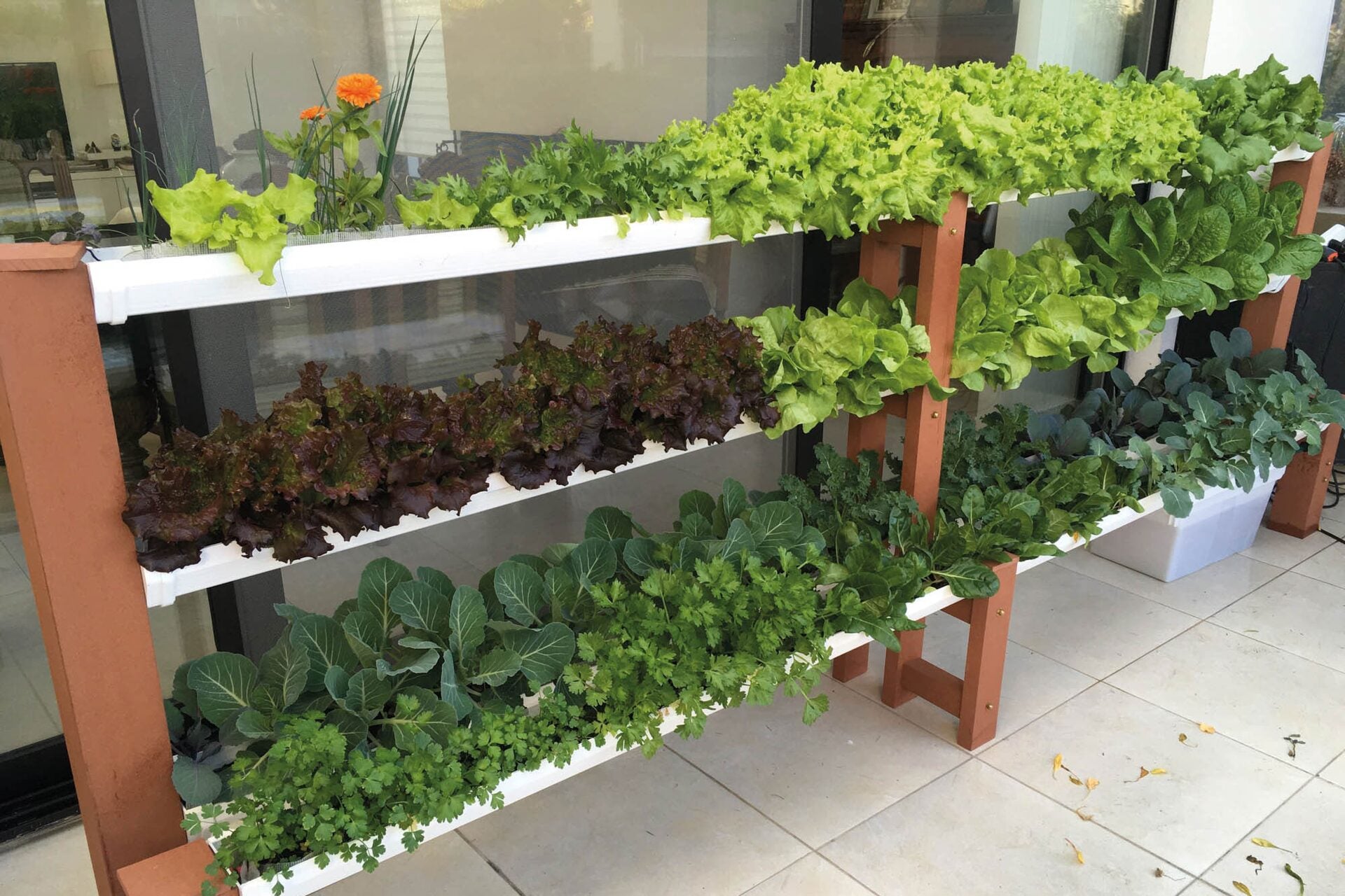Hidroponía desde Cero — Aprende a Cultivar sin Tierra 🌱