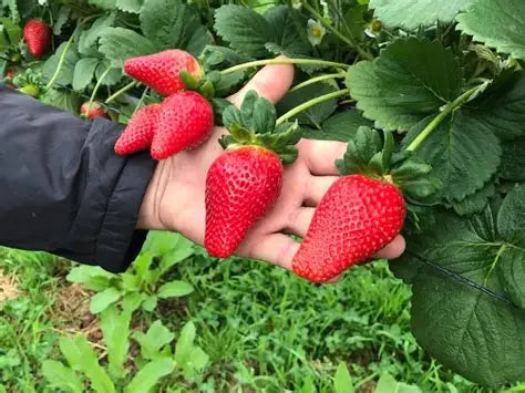 Hidroponía desde Cero — Aprende a Cultivar sin Tierra 🌱