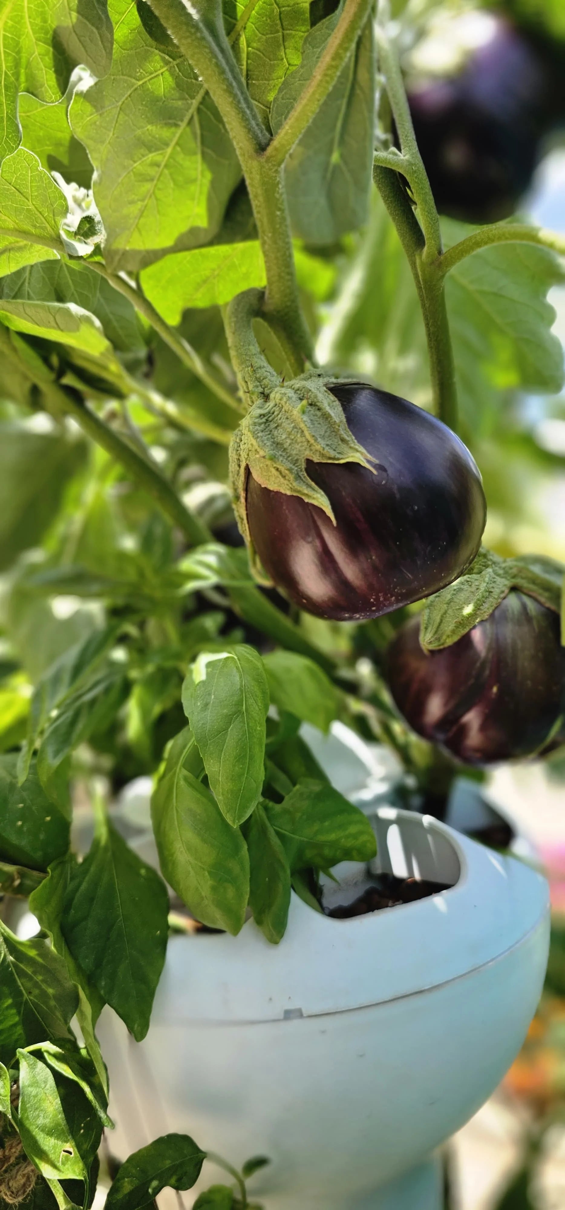Hidroponía desde Cero — Aprende a Cultivar sin Tierra 🌱