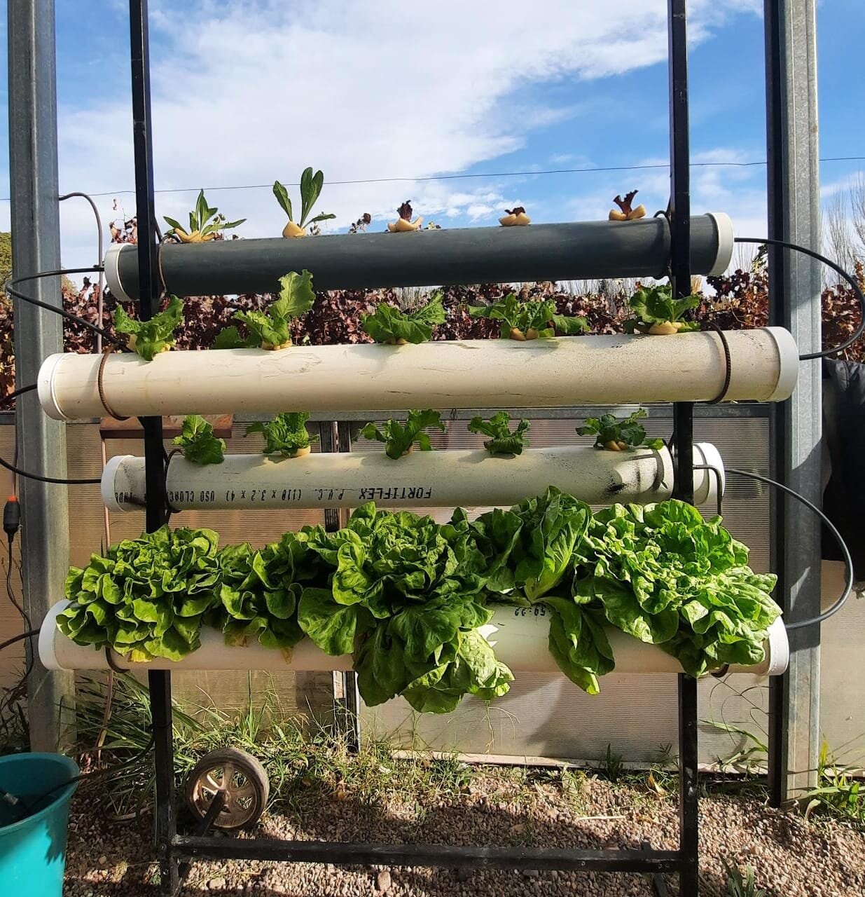 Hidroponía desde Cero — Aprende a Cultivar sin Tierra 🌱