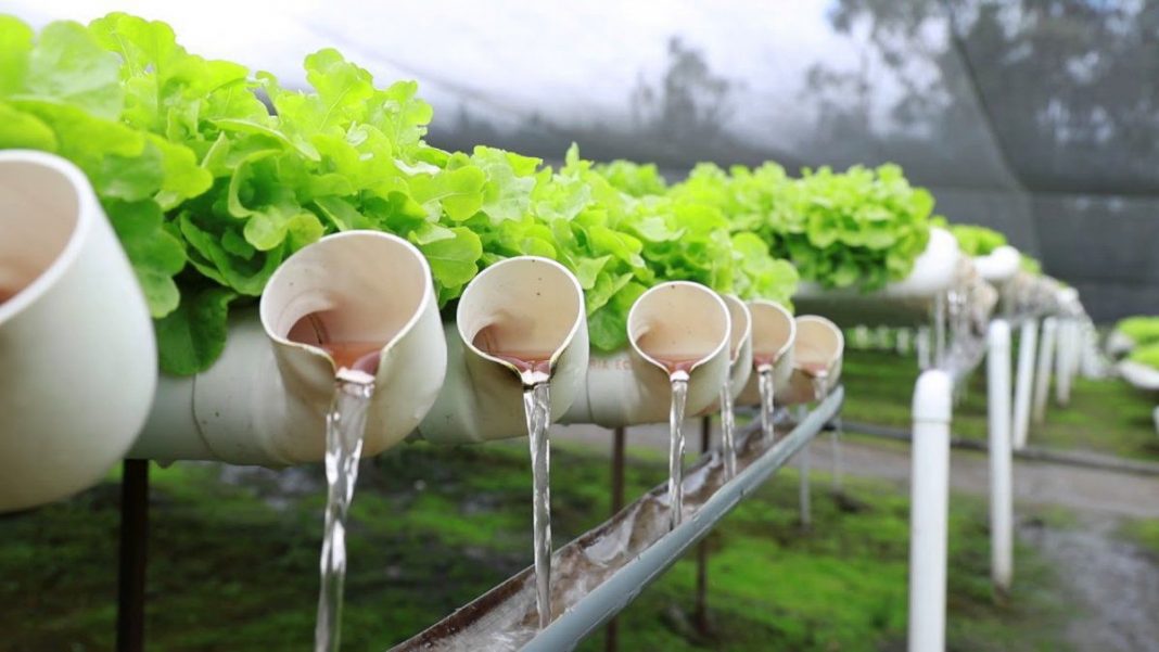 Hidroponía desde Cero — Aprende a Cultivar sin Tierra 🌱